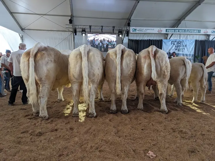 <em class="placeholder">bovins charolais vu d'arrière, ocncours national charolais 2026</em>