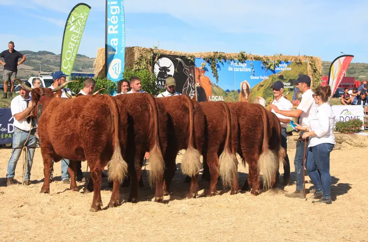concours national Salers 2026