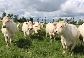 vaches charolaises au pré