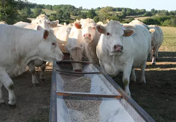 vaches charolaises à l'engraissement au pré avec auge