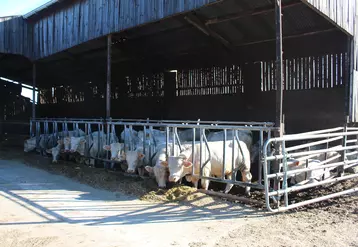 bâtiment quarantaine en élevage jeunes bovins charolais