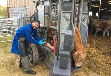 parage des pieds bovins viande