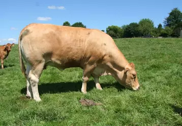 vache engraissée à l'herbe