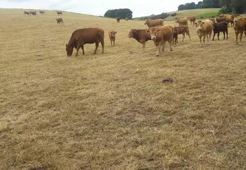 pâturage vaches allaitantes sécheresse