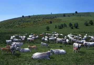 vaches gasconnes en estive Pyrénées