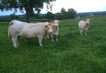 engraissement à l'herbe vaches charolaises