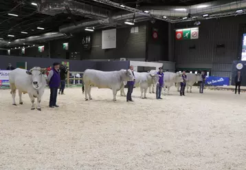 Cinq bœufs sous le signe officiel de qualité Label Rouge Gasconne des Pyrénées, âgés de trois à cinq ans, ont défilé sur le ring de présentation du Hall 1, au Salon de l'Agriculture. 