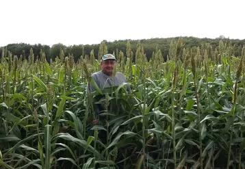 En 2019, dans une des parcelles à potentiel où un maïs serait possible sans irrigation, le sorgho cultivé sans ray-grass avant lui a donné 10,8 tMS/ha. © Chambre d'agriculture de la ...