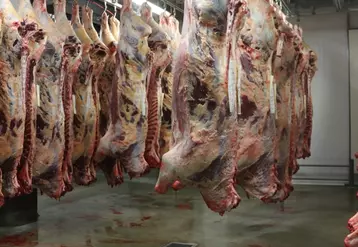 Cette étude confirme que le rapport entre le poids de l’animal à la sortie de la ferme et la viande nette réellement utilisable (250 kg), varie selon de nombreux critères amont (race, catégorie de l’animal, état d’engraissement…). © C. Delisle