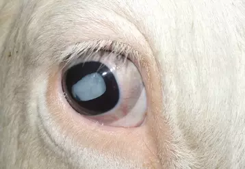 Une cataracte congénitale rend le veau aveugle. © J.-M. Nicol
