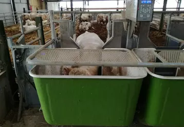 Les mesures d’ingestion peuvent être faites avec des rations complètes à base d’ensilage distribuées dans des auges peseuses ou avec un aliment condensé mis à disposition par un distributeur automatique de concentrés (DAC). © Institut de l'élevage