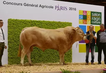 Marc-Antoine et Christophe, avec Istarra, taureau en copropriété et deuxième prix au Salon de l’agriculture de 2016. © DR