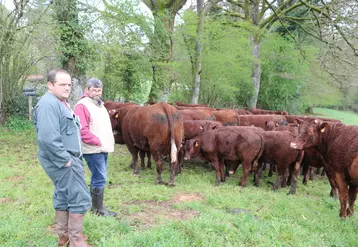 Les lots de vaches suitées de femelles sont mis à l'herbe de bonne heure et ne sont pas complémentées.  © F. d'Alteroche
