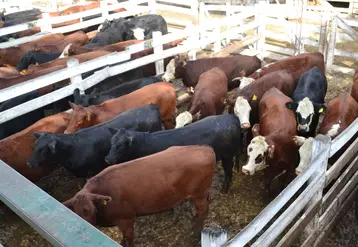 En 2020, le Brésil, l’Argentine, l’Uruguay et le Paraguay représentent une production de 13 millions de téc soit un quart de la production mondiale et 40 % des échanges mondiaux de viande bovine. © M.-H. André