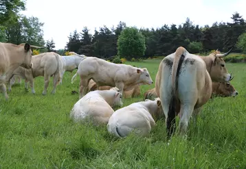 Toute la partie croisement est gérée par IA et le lot de vaches suitées des mâles croisés reste à proximité du siège de l’exploitation.  © F. d'Alteroche
