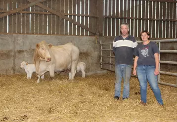 Delphine et Françk Maguet, Gaec Maguet James à Cristot dans le Calvados.Ignoble P élève ses deux petites femelles et le petit mâle a été adopté par une autre vache.