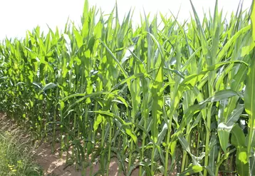 Les conditions de cultures ont un effet important sur la production du maïs fourrage.
