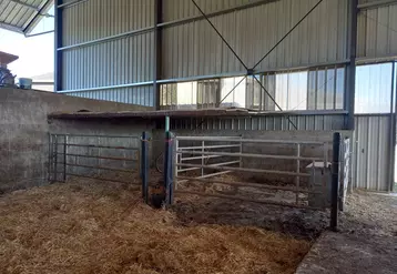 Exemple de case à veaux recouverte d’un « toit » pour limiter les retombées d’air froid dans une stabulation pour vaches allaitantes couverte de panneaux. 