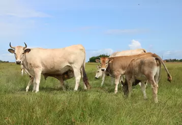Race bovine Maraîchine : une microfilière pour valoriser la biodiversité