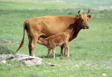 La vache mongole (ici la race la plus typique) est de petite taille, avec un squelette anguleux et des cornes partant à la verticale. 