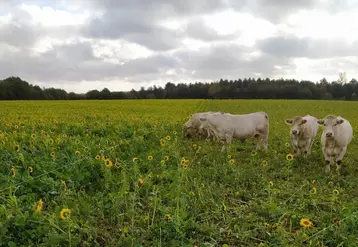 Avec du pâturage d’été puis d’automne, les vaches ont pris assez peu de poids vif mais elles ont pu être abattues avec un état de finition correct.