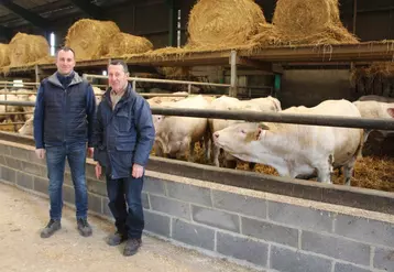 Fabien et Joël Niquet engraissent environ 550 jeunes bovins charolais par an avec une ration à base de pulpes de betteraves surpressées. 
