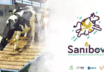 Sanibov : une application pour sécuriser les échanges commerciaux de bovins