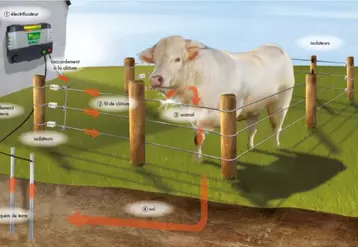 Equipement, En élevage allaitant aussi, la clôture électrique s'impose !