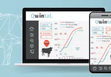 Qwintal GMQ Live pesée en continu des bovins