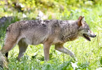 Attention, cette photo n'est pas une photo Réussir. © Dominique HOMMEL/Parlement européen.  Loup européen dans le parc animalier de Sainte-Croix. Faune sauvage. Animal ...