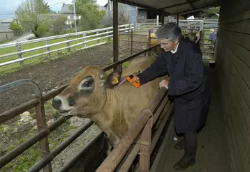 Bovins viande. Santé des élevages. Vaccination d'un troupeau allaitant contre la fièvre catarrhale. Vaccin FCO. Muriel Vabret, vétérinaire