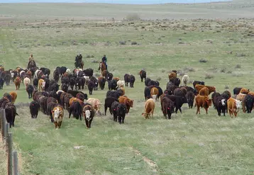vaches et cowboys dans un pré aux Etats-Unis