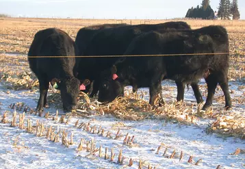 vaches pâturant dans un champ enneigé aux Etats-Unis