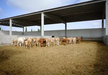 Enrique Catalan, gérant de Boviterranea, dans la région de l'Aragon, est un acheteur historique de broutards français. Sur les 2 600 jeunes bovins qu'il engraisse chaque ...
