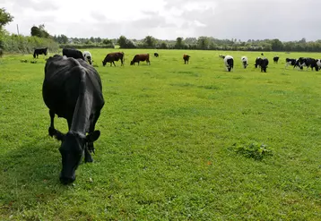 vaches laitières croisées en irlande