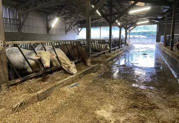 Parmi les 700 éleveurs identifiés sur la zone sinistrée du Pas-de-Calais, 37 éleveurs de bovins laitiers et allaitants et 4 en atelier d’engraissement spécialisé ...