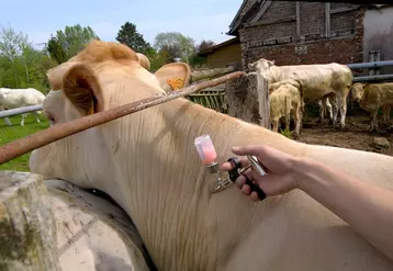 Vaccination des bovins contre la FiÃ¨vre Catarrhale Ovine (FCO). Rassemblement des animaux dans un parc de contention. VÃ©terinaire en train de vacciner.