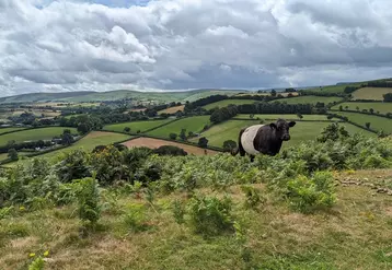 Dans le Dartmoor (sud ouest anglais), ovins, bovins et équins cohabitent quasiment toute l’année sans clôture ni berger. 