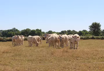 vaches charolaises au pré sécheresse