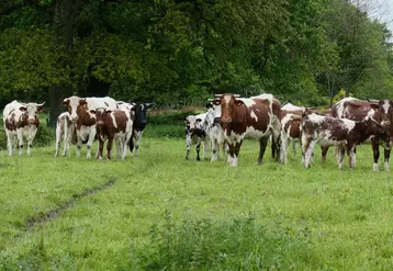 vaches suitées de race Ferrandaise Puy-de-Dôme