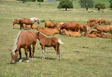 L’aspect financier ne s'inscrit pas spontanément dans les motivations principales de l'élevage mixte de bovins et chevaux mais, pour l'éleveur Frédéric Busarello, la ...