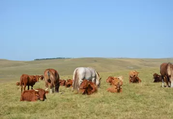 chevaux et vaches allaitantes de race salers se partagent le pâturage des estives dans le Massif Central.