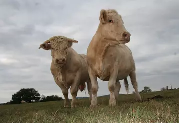 charolaise taureau vache prairie