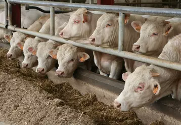 jeunes bovins charolais engraissement