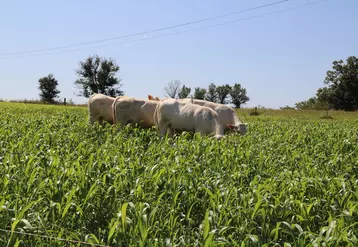 A la ferme expérimentale des Bordes, dans le cadre d'un essai, les génisses charolaises ont pâturé les sorghos 90 jours et enregistré des croissances autour de 700 ...