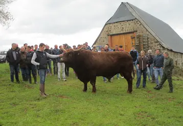 Les éleveurs bovins viande adhérents au GIE Génération salers ont eu la grande fierté d'acquérir pour l'IA en mars dernier le taureau d'exception Nicky, qui a ...