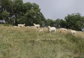 blonde d'aquitaine pâturage 