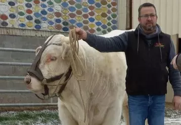 éleveur taureau charolais