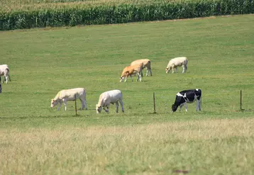 prairie Nord bovins pâturage