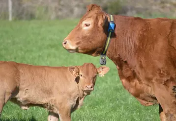 La conduite de la reproduction groupée en allaitant nécessite l’équipement quasi complet du troupeau et représente un investissement important pour une durée ...